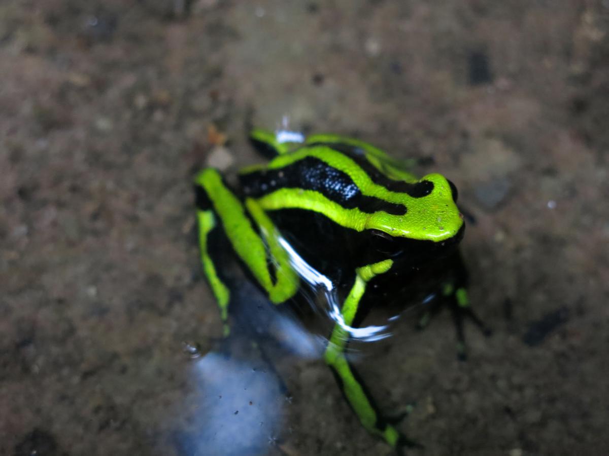 Yacumaman Sanctuary Villa Tarapoto Buitenkant foto